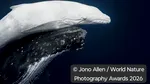 Un pui alb de balenă cucerește juriul mondial la World Nature Photography Awards