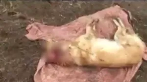 Un nou act de cruzime extremă. Un câine a fost găsit spânzurat şi cu urechile tăiate, în Vaslui  / Reacţia şocantă a poliţiei 