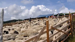 Trei CIOBANI, arestaţi după ce ar fi răpit persoane şi le-ar fi obligat să lucreze la stână