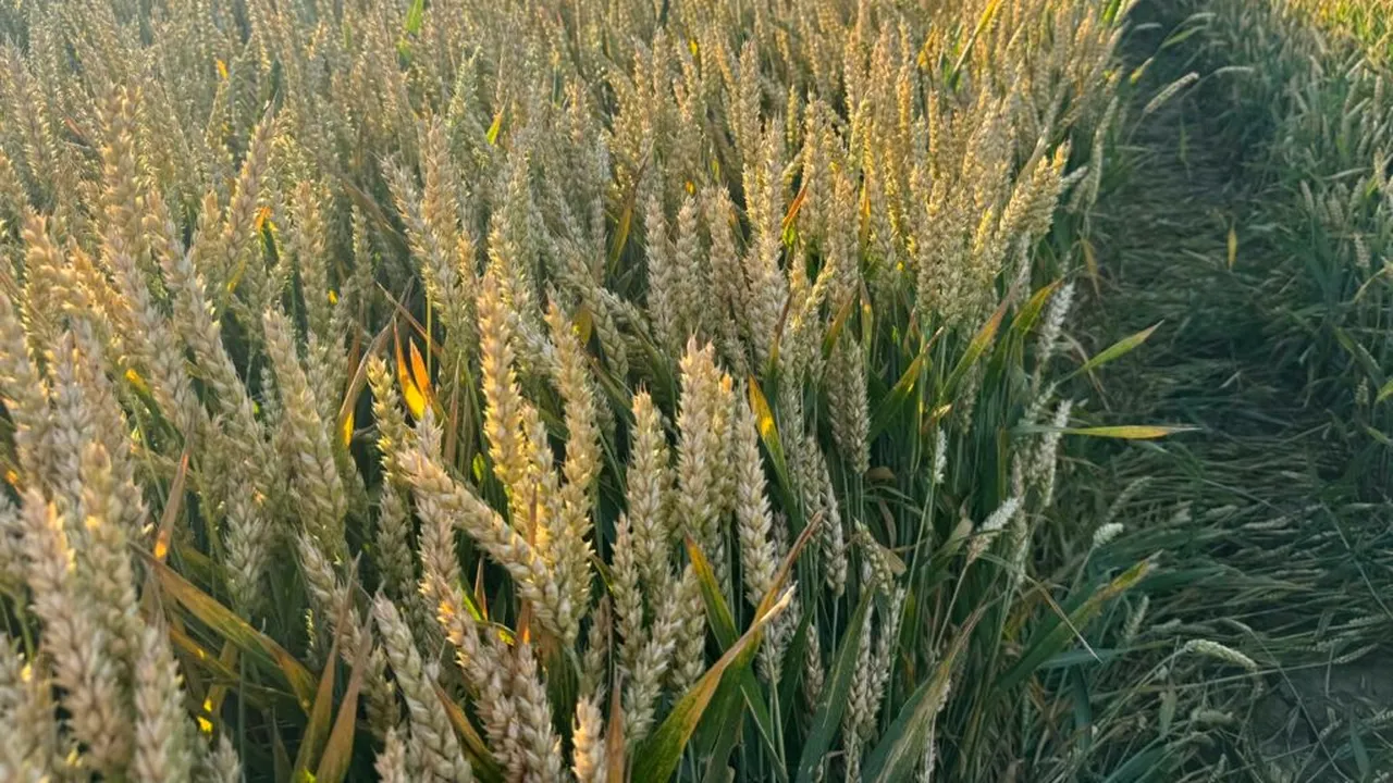 Fermierii români cresc productivitatea culturilor de cereale prin protecția timpurie