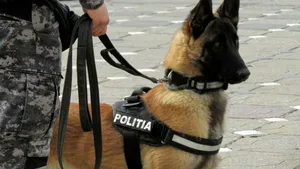 Spania și România își antrenează împreună „agenții” cu patru picioare, la Sibiu
