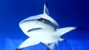 Săptămâna rechinilor, la Discovery Channel, în perioada 24 - 31 august