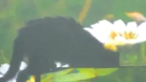 EXPERIMENT INEDIT: O pisică şi un peşte au 