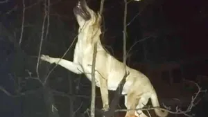 Câine ARUNCAT pe geam de la etajul 4, DE STĂPÂN. Patrupedul a căzut într-un pom
