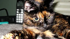 Tiffany Two, cea mai vârstnică pisică din lume. Ce vârsta are