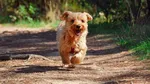 Găsit la 500 km distanță, după 7 ani. Povestea emoționantă a unui câine furat când era pui