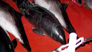 Peste 30 de delfini morţi, găsiţi în plasele instalate de pescadorul turcesc prins la sfârşitul lunii mai în apele teritoriale româneşti
