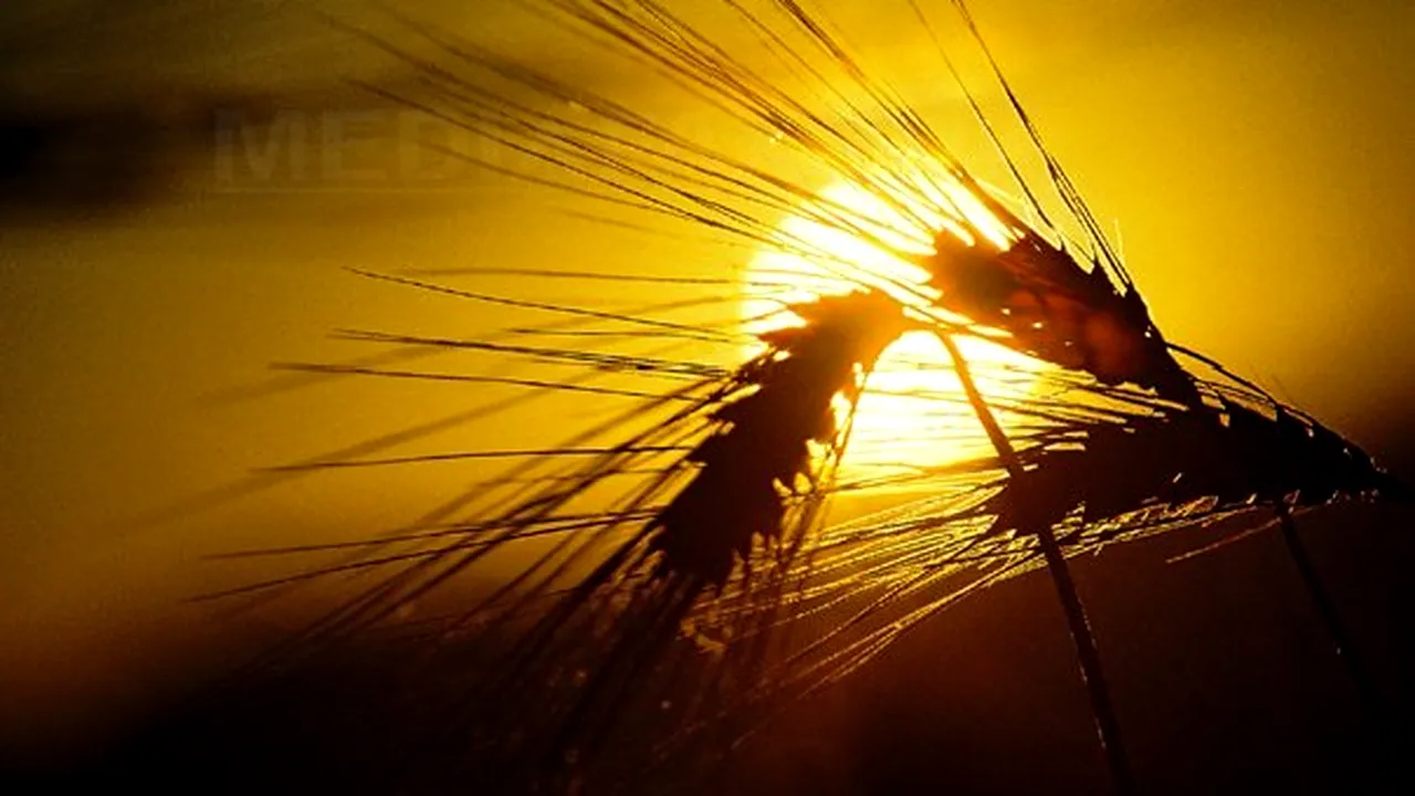 Tabără: Produsele agricole româneşti sunt excesiv de scumpe