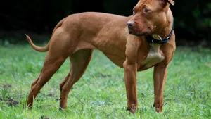 7 persoane cercetate într-un dosar de organizare de lupte între animale. Două sunt cetăţeni străini