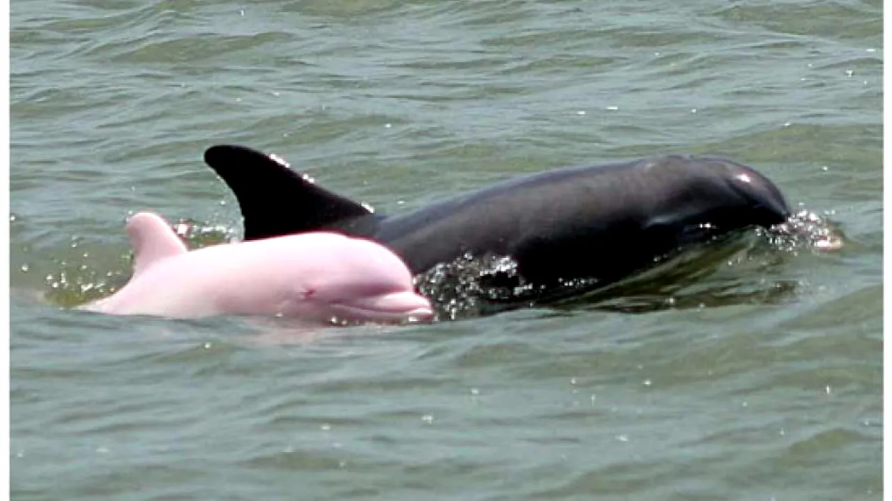 Un delfin albinos extrem de rar a fost observat în Africa