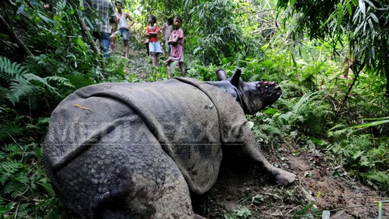 Cea mai dură pedeapsă din Africa de Sud pentru un traficant de coarne de rinocer