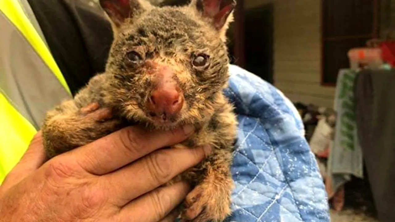 FOTO | Imagini care vă pot afecta emoţional. Animalele, cele mai afectate de incendiile din Australia: aproximativ 500 de milioane au murit