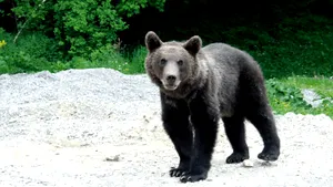 Un urs a fost văzut în Rucăr. Autoritățile au trimis mesaj Ro-Alert