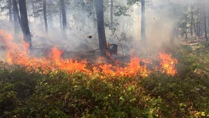 Incendiul izbucnit duminică în Defileul Cazanele Dunării, în care au ars 50 de hectare de pădure, a fost stins marţi