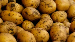 Fermierii asigură calitatea culturilor pentru producția de alimente nutritive printr-un management eficient al dăunătorilor