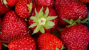 O substanţă din fructe, utilă în recuperarea post-infarct