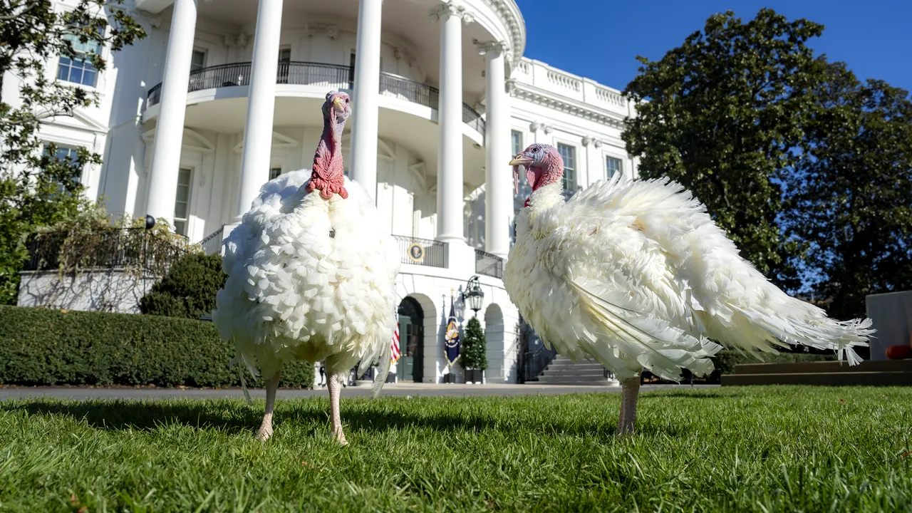 Biden a graţiat curcanii Peach şi Blossom la Casa Albă, de Ziua Recunoştinţei