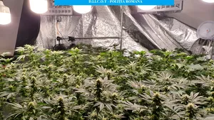 FOTO. Cultură de cannabis descoperită la Oradea. Trei tineri au fost reţinuţi