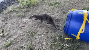 Situație neobișnuită: O vidră a ajuns într-un salon de coafură din Carei. Animalul, capturat și apoi eliberat în natură