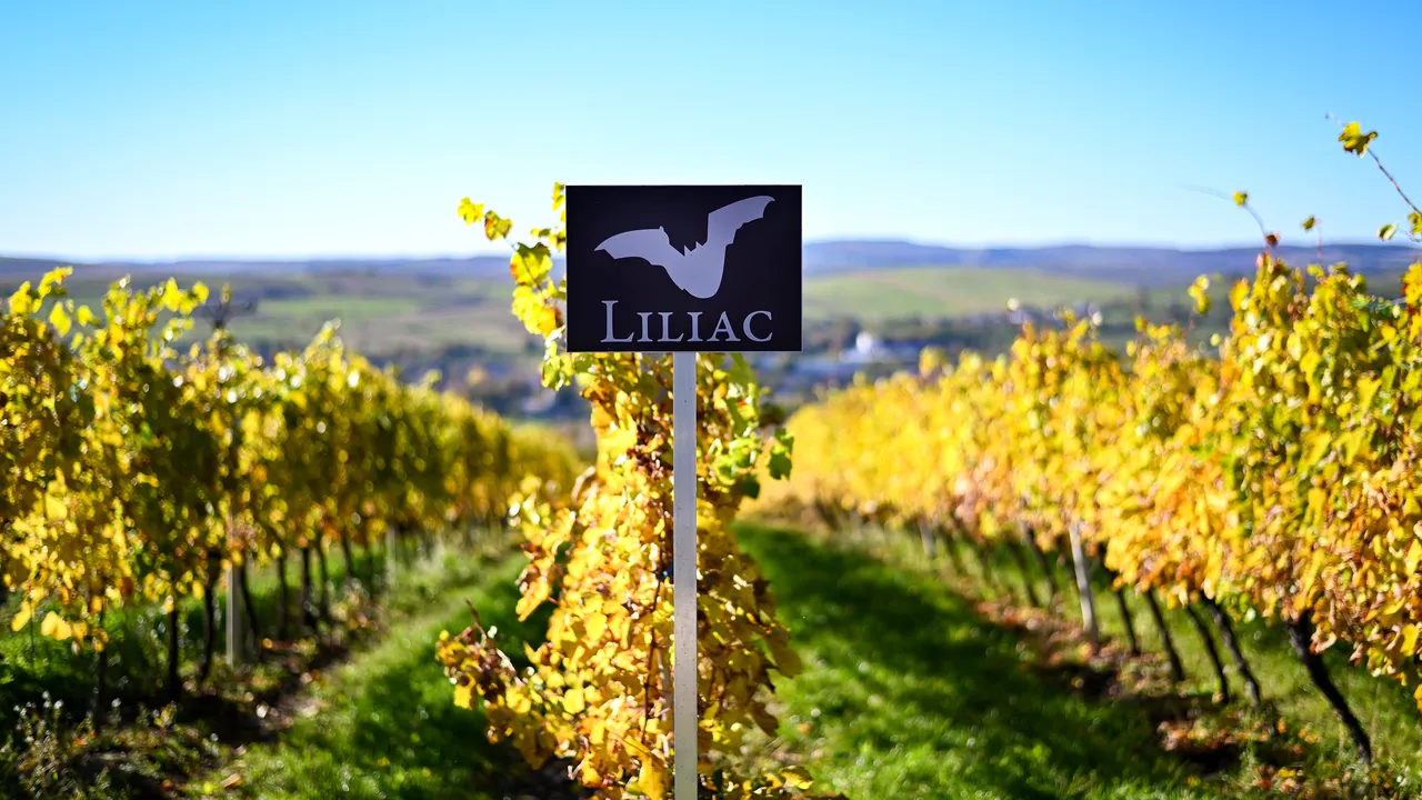 Crama Liliac se aşteaptă la o creştere a cifrei de afaceri cu 17% faţă de anul trecut