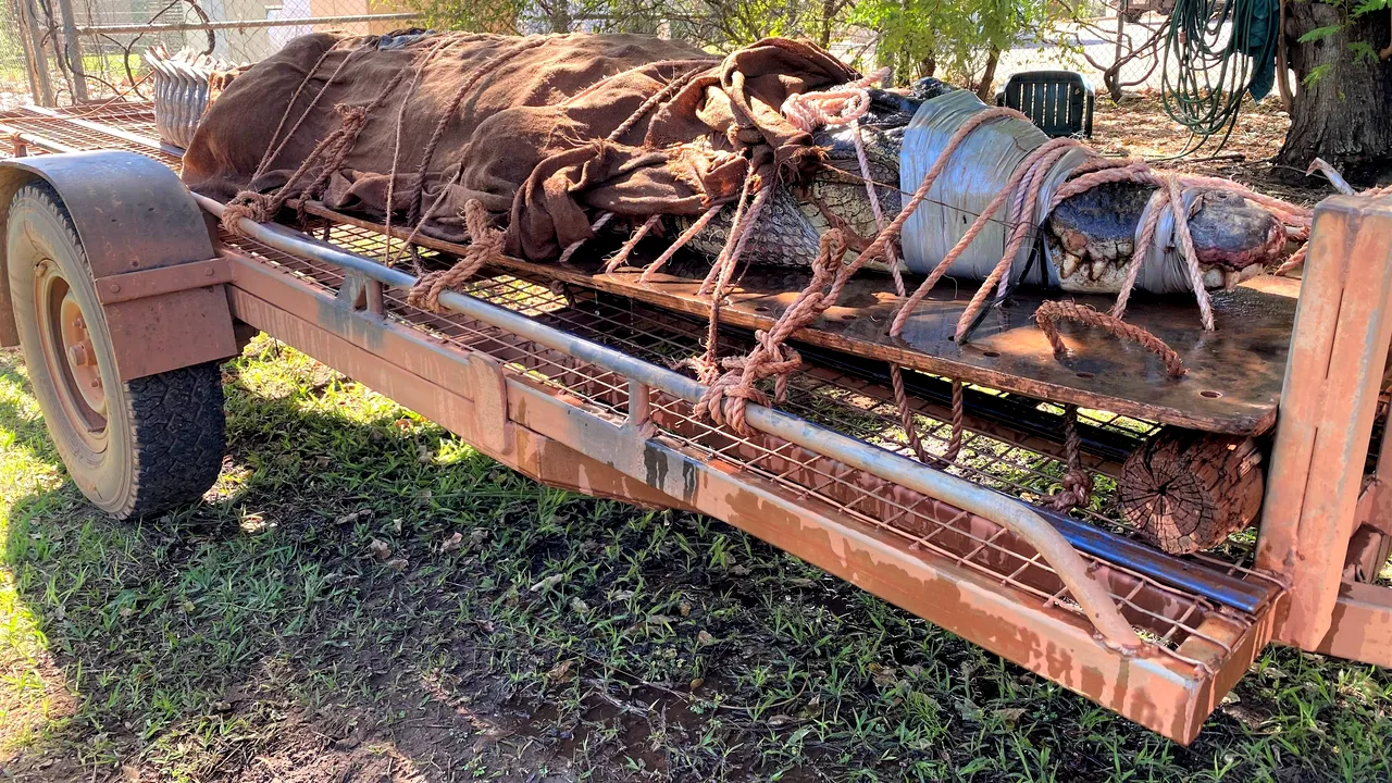 Crocodilul preistoric „regele mlaştinii” a fost descoperit în Australia