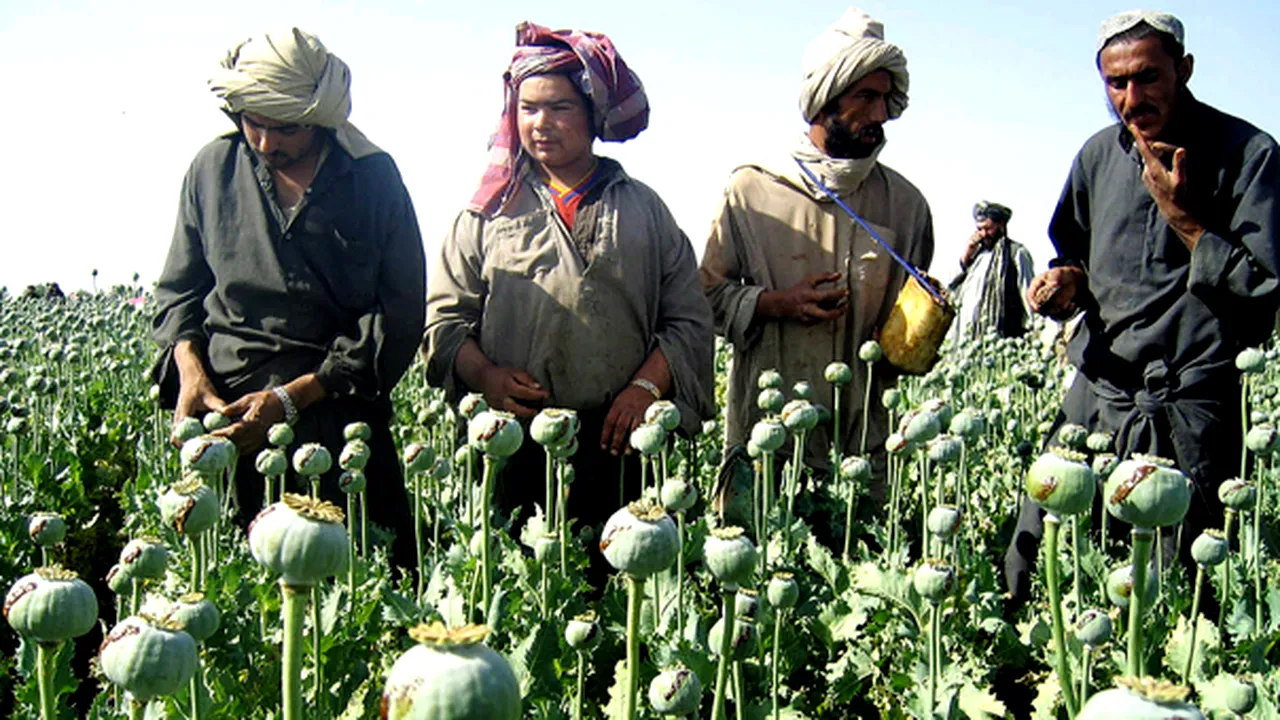 SUA şi-au schimbat strategia faţă de producţia de opium în Afganistan