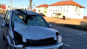 Cal nesupravegheat, lovit de două maşini pe un drum naţional din Gorj. Şoferii au scăpat cu răni uşoare - FOTO