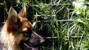 Poliţia scoate la licitaţie un ciobănesc german pentru că este prea blând