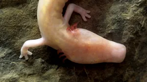 O specie rară de salamandră a rămas în acelaşi loc timp de şapte ani