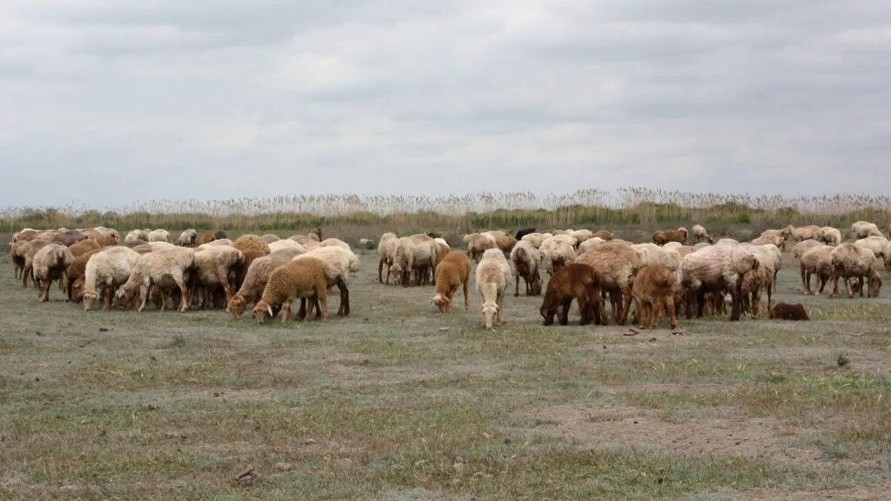 Exporturile de alimente și animale vii au crescut cu 8,1% în primele șapte luni ale anului. Importurile, în scădere