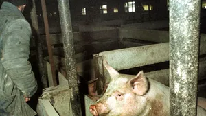 Acuzaţii grave. FERMIER, proprietar al unei ferme de porci cu suspiciune de pestă: Am anunţat marţi, au venit vineri la 22.00