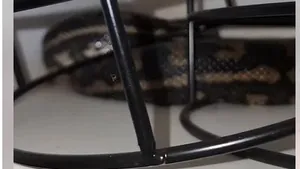 „Hoţul” din bucătărie. O femeie a sunat la poliţie crezând că i-a fost spartă casa. Intrusul, un piton covor VIDEO 