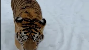 Un tigru filmat într-o curte din Dâmbovița, viral pe TikTok. Poliția face anchetă