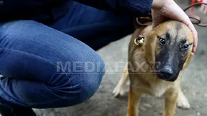 Fostă poliţistă olandeză luptă pentru câinii comunitari din România. A mers pe jos 2.000 de kilometri, prin şapte ţări