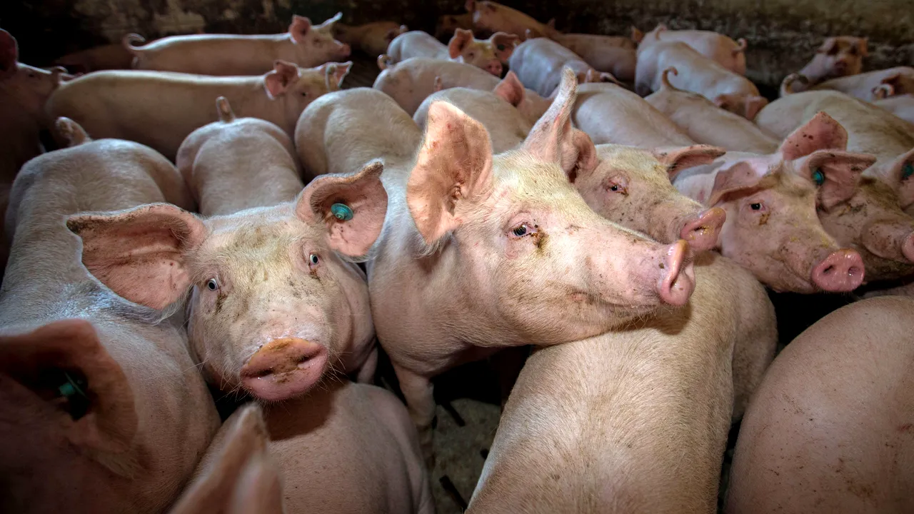 „Devii vegetarian sau îţi mânănănci animalul de companie”. Show-ul de televiziune care lansează o provocare ciudată - VIDEO 