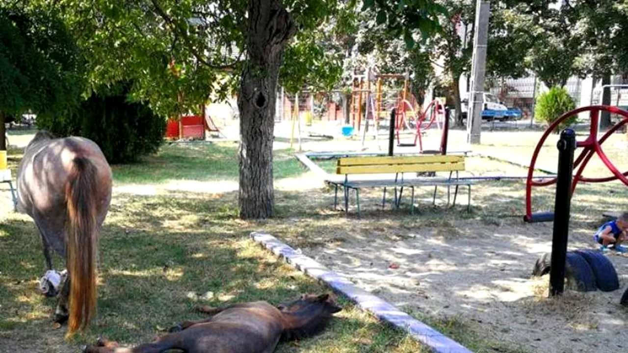 Trei cai au fost lăsaţi în libertate într-un parc din Timişoara. Proprietarul animalelor a fost AMENDAT