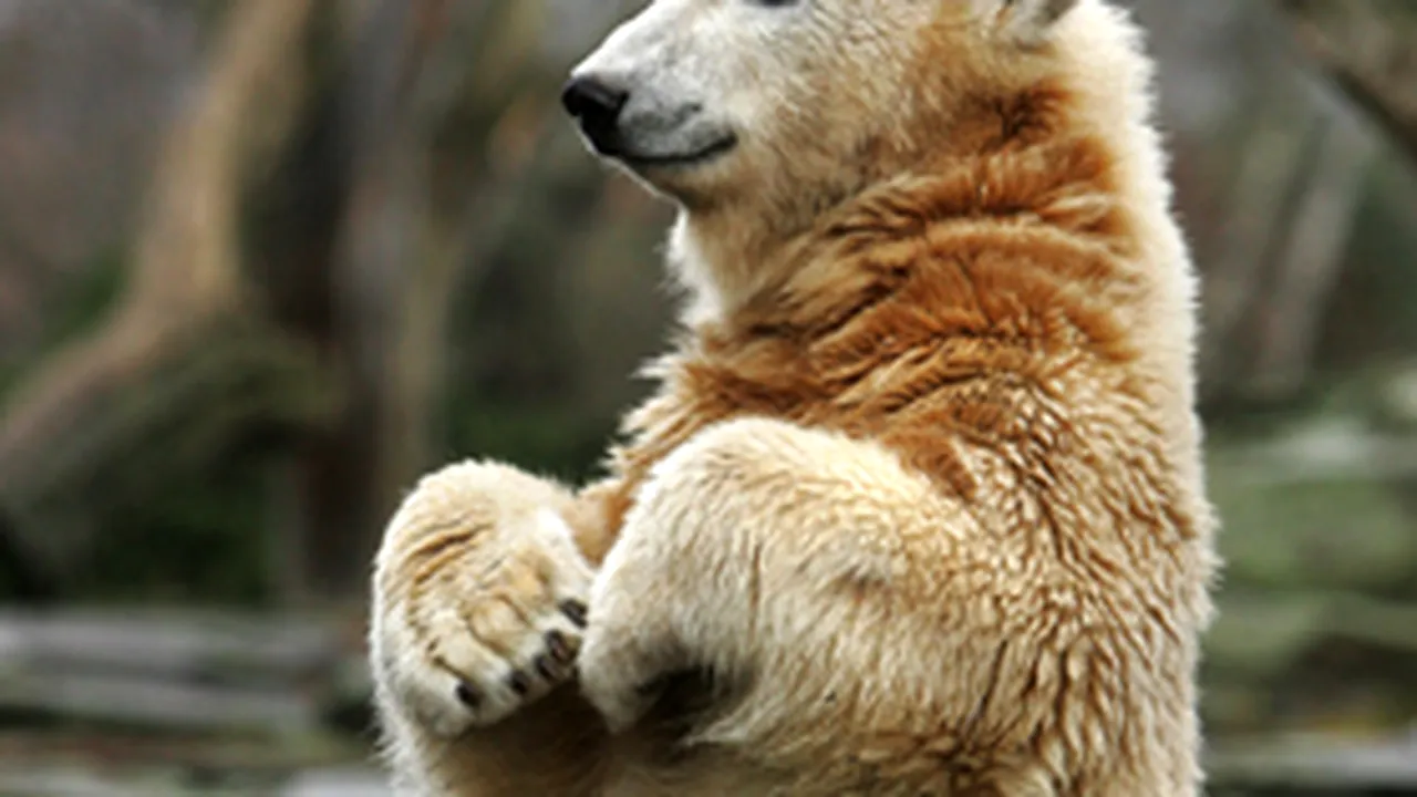 Un producător american vrea să facă un film despre ursul polar Knut