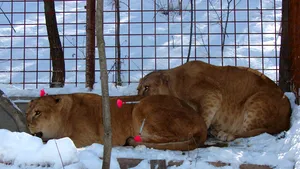 Doi lei senegalezi, confiscaţi de poliţiştii din Mehedinţi - VIDEO