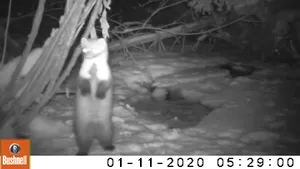 VIDEO Un jder de copac, filmat în Parcul Natural Apuseni. „Are răbdarea ursului, isteţimea vulpii, agerimea vulturului şi mişcările şarpelui''