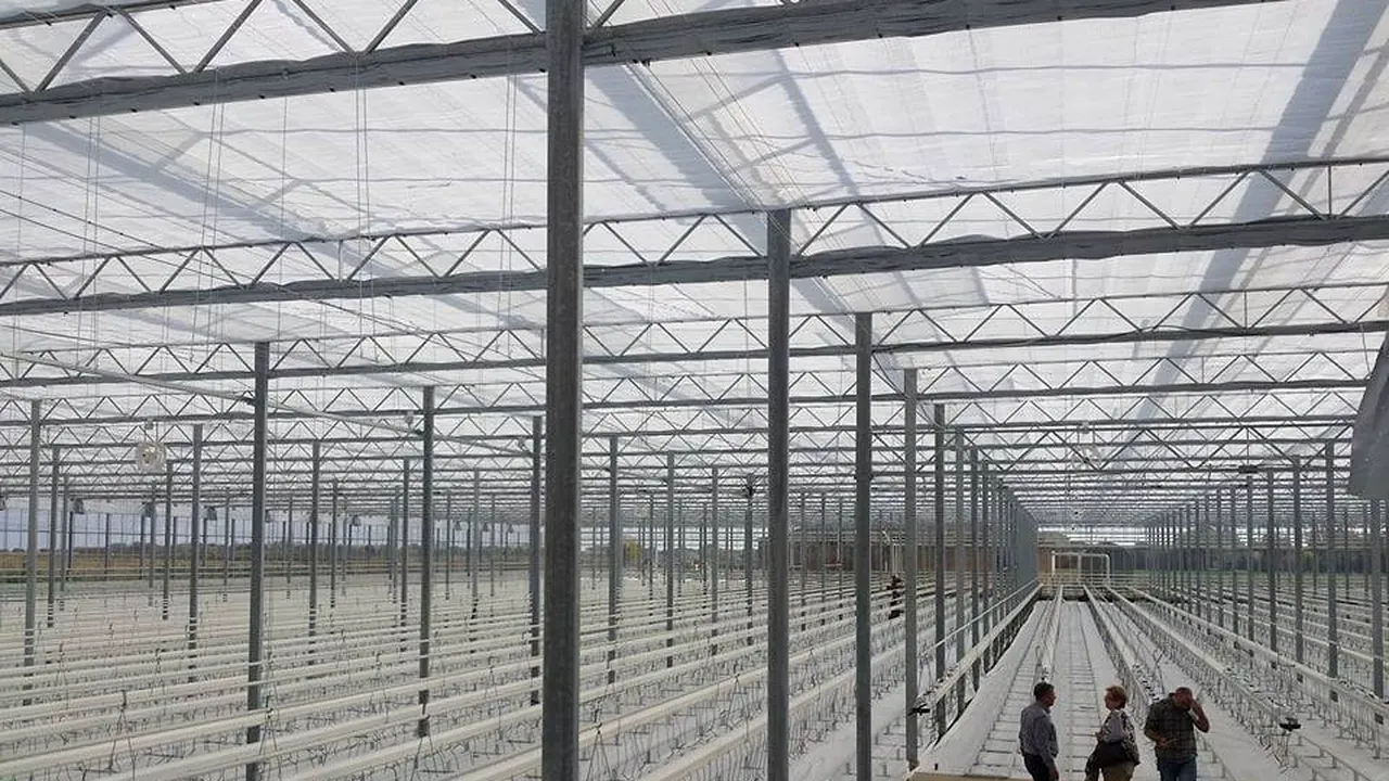 Cea mai mare seră din România, inaugurată în Timiş: Roşiile cresc în coajă de nucă de cocos | GALERIE FOTO 