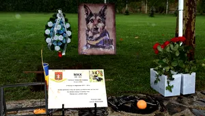 Primăria Capitalei vrea să amplaseze un monument dedicat câinilor de serviciu în Parcul Herăstrău