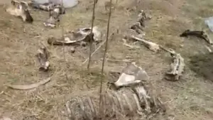 DOSAR PENAL deschis de Poliţie după ce mai mulţi câini au fost ucişi la marginea Autostrăzii Bucureşti-Piteşti | FOTO, VIDEO