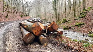 O primărie din judeţul Arad a fost amendată pentru că a tăiat copaci ca să costruiască o parcare