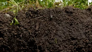 Secretele solului care alimentează inovația în protecția culturilor