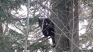 Turiştii de pe pârtia din Clăbucet au fost surprinşi de un urs periculos. Recomandările ISU - VIDEO