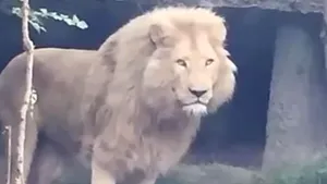 INUNDAŢIILE din Tbilisi: Un bărbat a fost ucis de un animal scăpat de la grădina zoologică - VIDEO