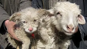 Căţeluş fătat de o oaie în China. Minune a naturii sau farsă? - FOTO