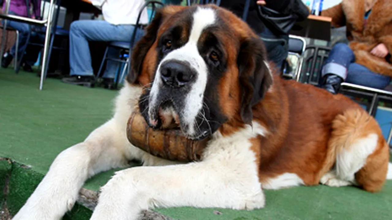 Animalele de companie, 