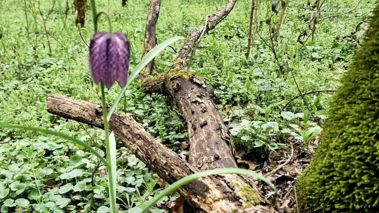 O floare rară, care rezistă aproximativ o săptămână, a apărut în Lunca Timișului