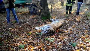 Îngrijitorul neglijent de la Zoo Sibiu: Am încercat imediat să bag tigrul înapoi în cuşcă